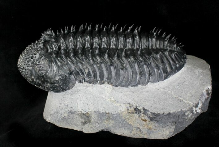 Top Quality Spiny Drotops Armatus Trilobite - #22122